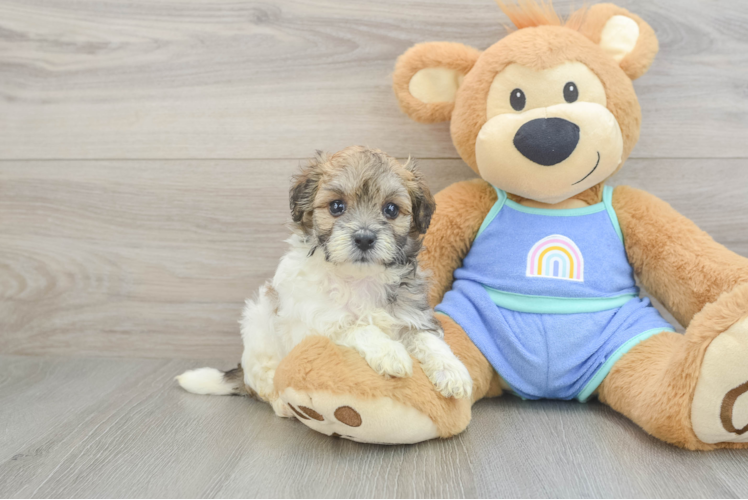 Best Maltipoo Baby