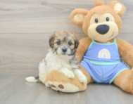 7 week old Maltipoo Puppy For Sale - Florida Fur Babies