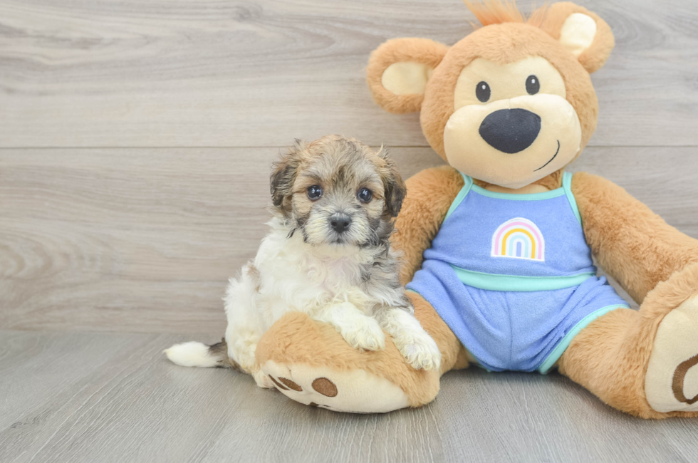 5 week old Maltipoo Puppy For Sale - Florida Fur Babies
