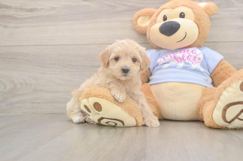6 week old Maltipoo Puppy For Sale - Florida Fur Babies