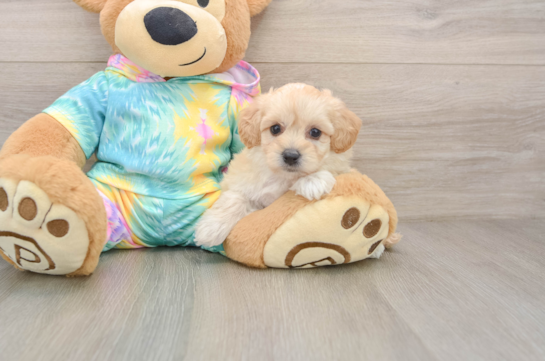 Hypoallergenic Malt a Poo Poodle Mix Puppy