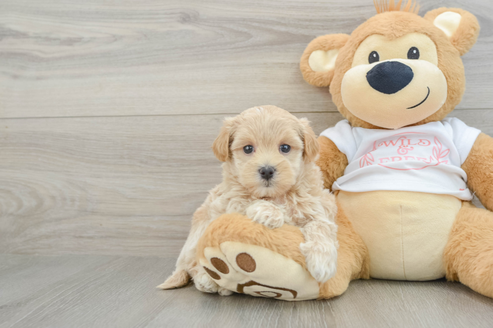 Maltipoo Pup Being Cute