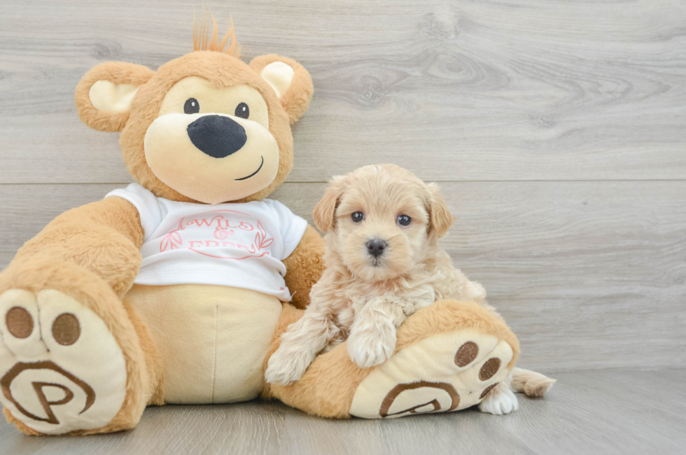 6 week old Maltipoo Puppy For Sale - Florida Fur Babies