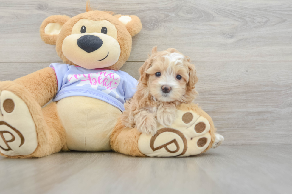 5 week old Maltipoo Puppy For Sale - Florida Fur Babies