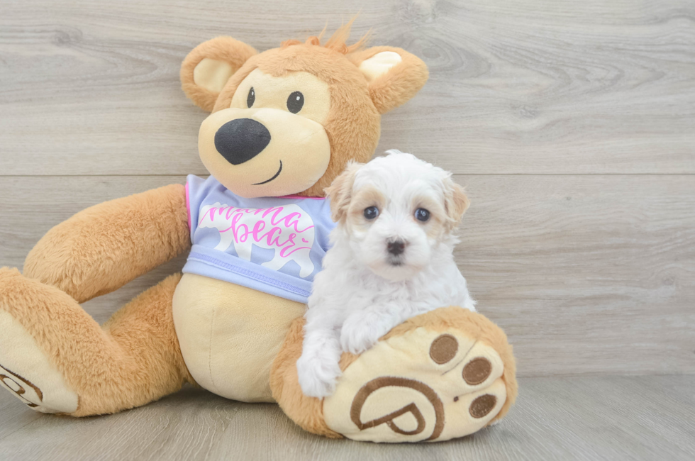6 week old Maltipoo Puppy For Sale - Florida Fur Babies