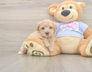 9 week old Maltipoo Puppy For Sale - Florida Fur Babies