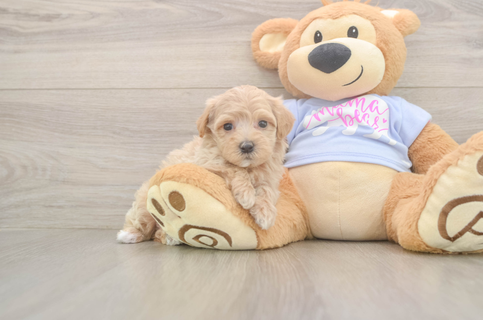 6 week old Maltipoo Puppy For Sale - Florida Fur Babies