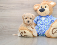 8 week old Maltipoo Puppy For Sale - Florida Fur Babies