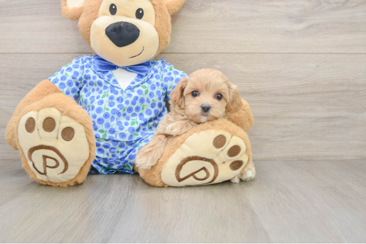 Funny Maltipoo Poodle Mix Pup