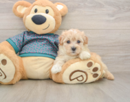 8 week old Maltipoo Puppy For Sale - Florida Fur Babies