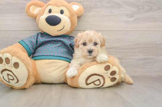 Maltipoo Puppy for Adoption
