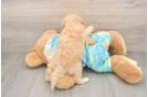 Maltipoo Puppy for Adoption