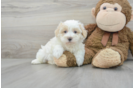 Meet Raquel - our Maltipoo Puppy Photo 1/3 - Florida Fur Babies