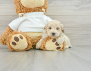 8 week old Maltipoo Puppy For Sale - Florida Fur Babies