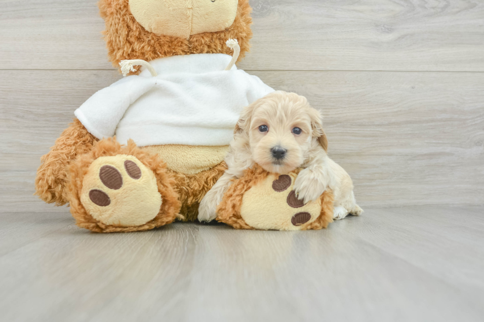 Friendly Maltipoo Baby