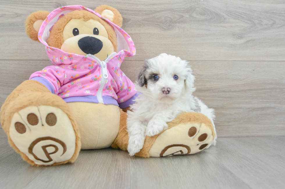 5 week old Maltipoo Puppy For Sale - Florida Fur Babies