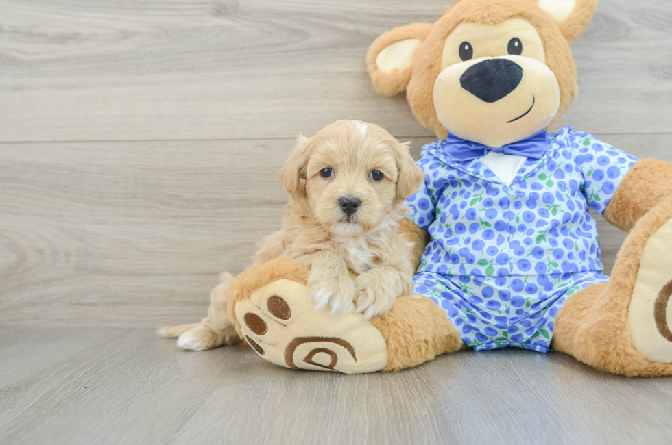 7 week old Maltipoo Puppy For Sale - Florida Fur Babies