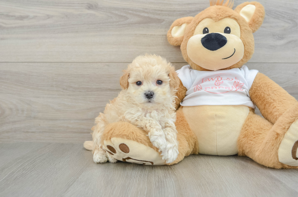 6 week old Maltipoo Puppy For Sale - Florida Fur Babies