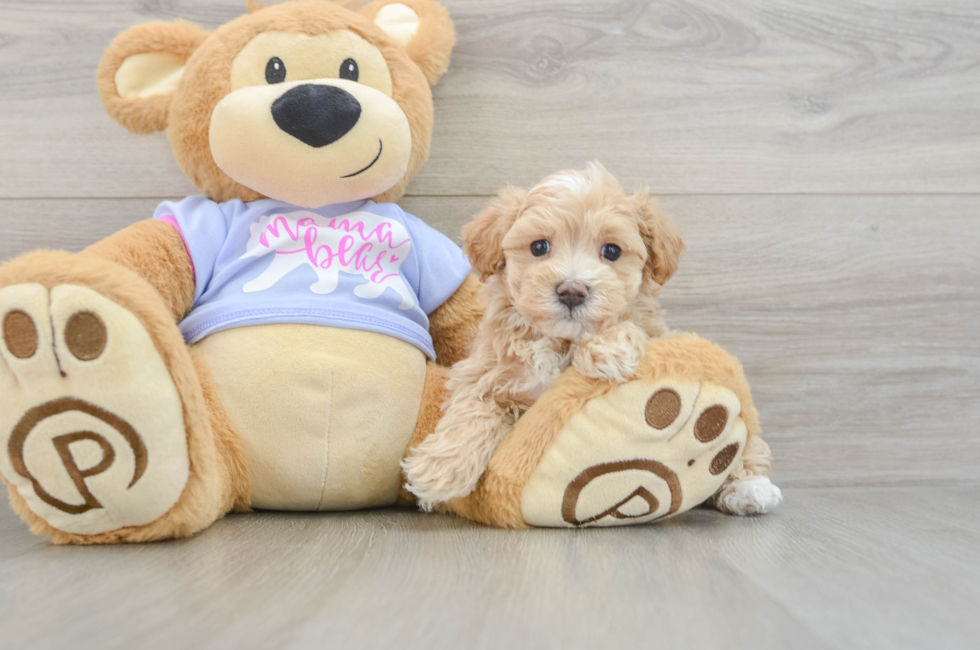 6 week old Maltipoo Puppy For Sale - Florida Fur Babies