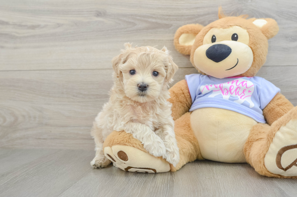 5 week old Maltipoo Puppy For Sale - Florida Fur Babies