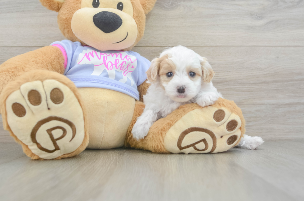 6 week old Maltipoo Puppy For Sale - Florida Fur Babies