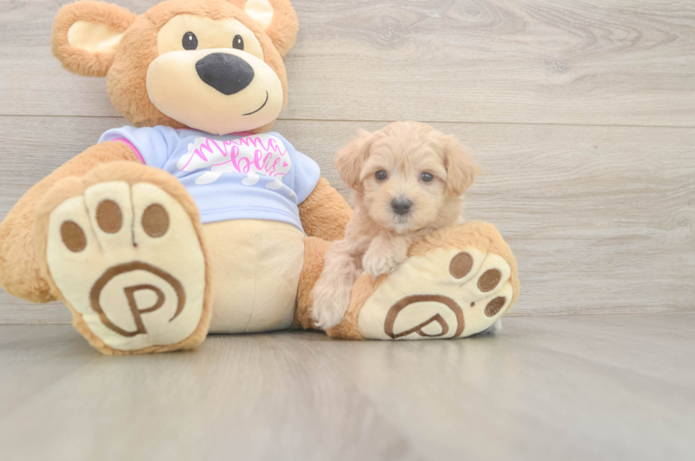 6 week old Maltipoo Puppy For Sale - Florida Fur Babies