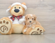 7 week old Maltipoo Puppy For Sale - Florida Fur Babies
