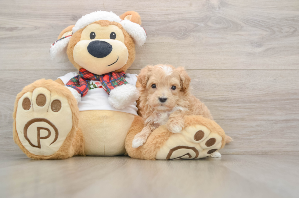 5 week old Maltipoo Puppy For Sale - Florida Fur Babies