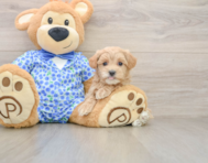 8 week old Maltipoo Puppy For Sale - Florida Fur Babies
