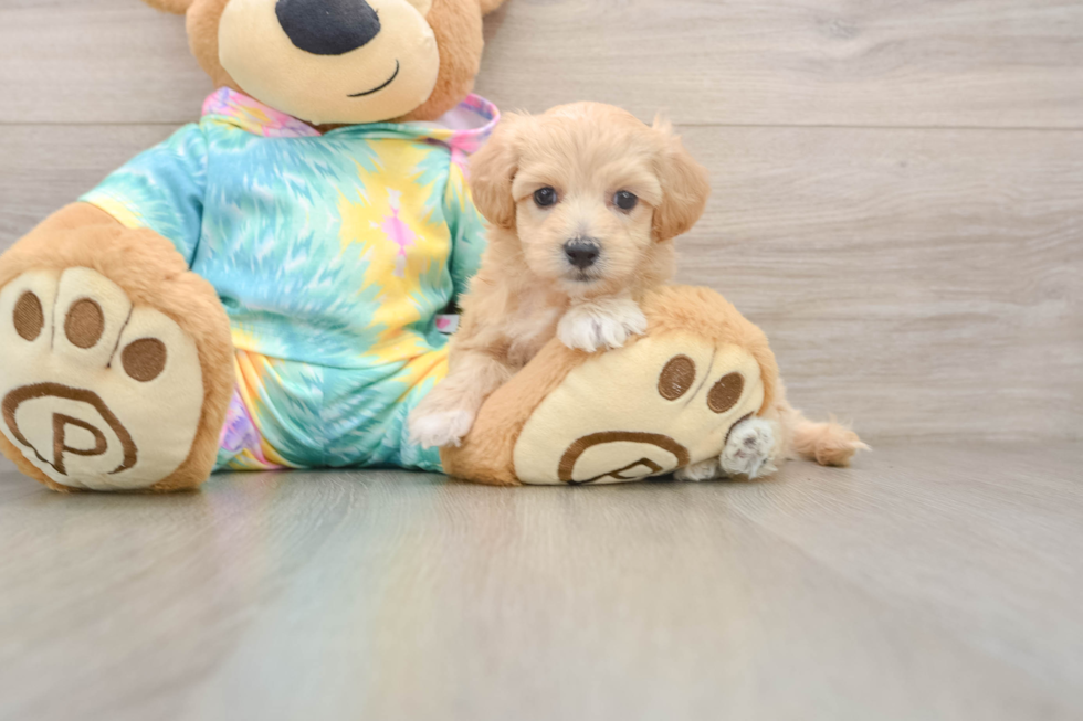 Best Maltipoo Baby