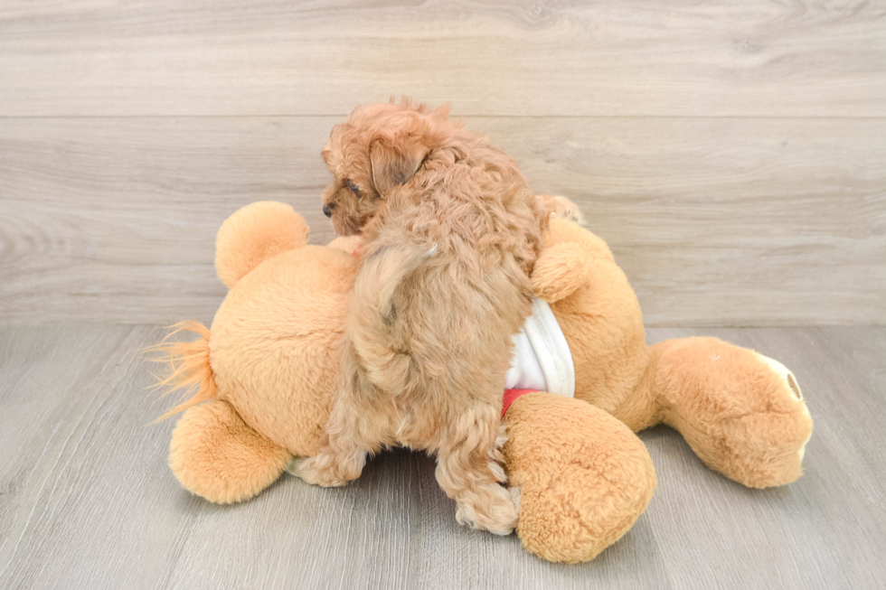 Maltipoo Puppy for Adoption