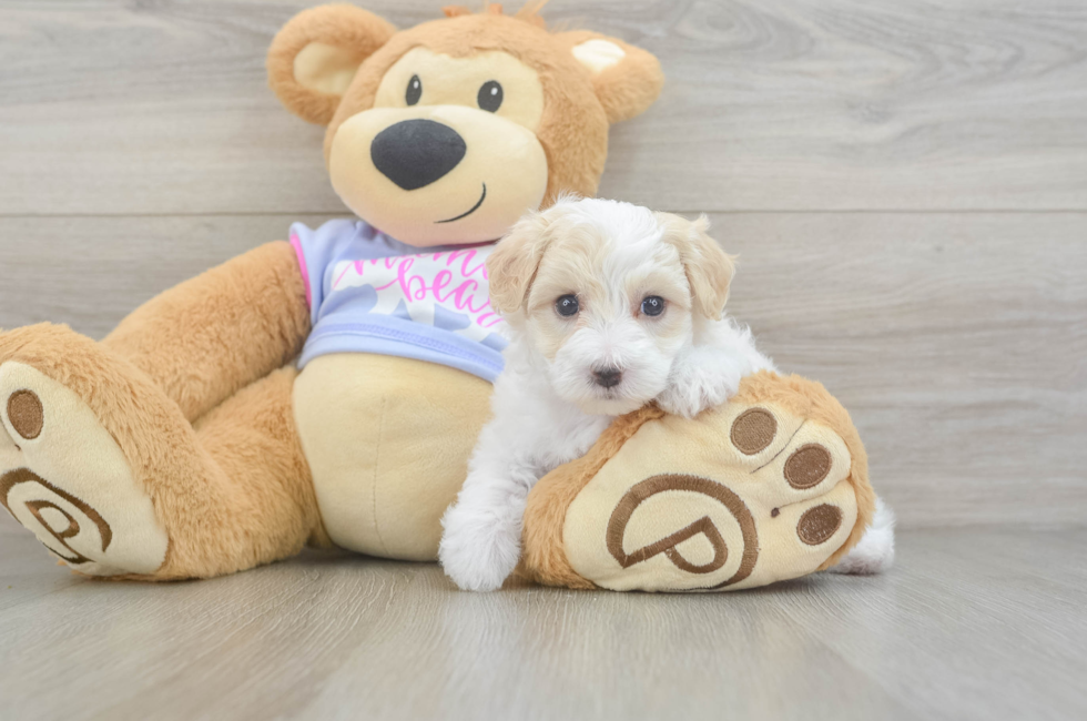 6 week old Maltipoo Puppy For Sale - Florida Fur Babies