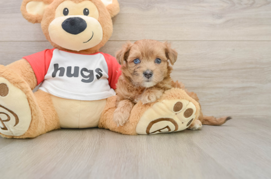 Hypoallergenic Malt Oodle Poodle Mix Puppy
