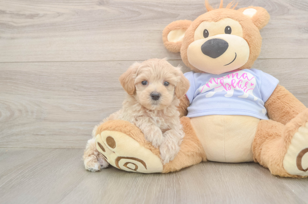 6 week old Maltipoo Puppy For Sale - Florida Fur Babies