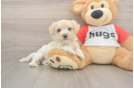 Cute Maltipoo Baby