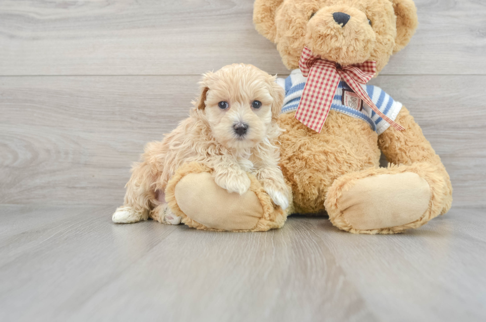 5 week old Maltipoo Puppy For Sale - Florida Fur Babies