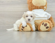 8 week old Maltipoo Puppy For Sale - Florida Fur Babies