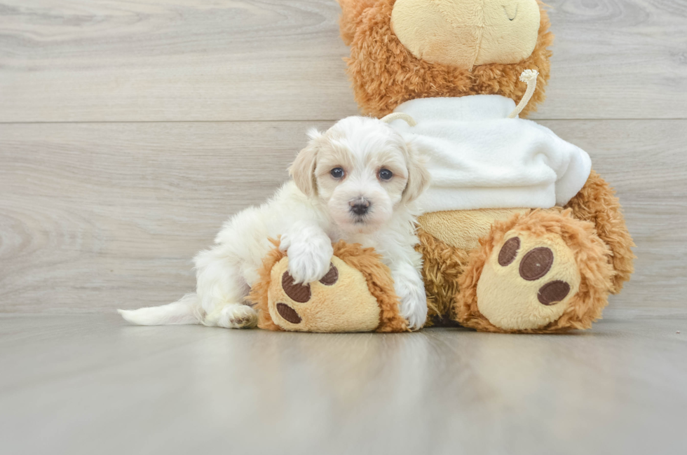 6 week old Maltipoo Puppy For Sale - Florida Fur Babies