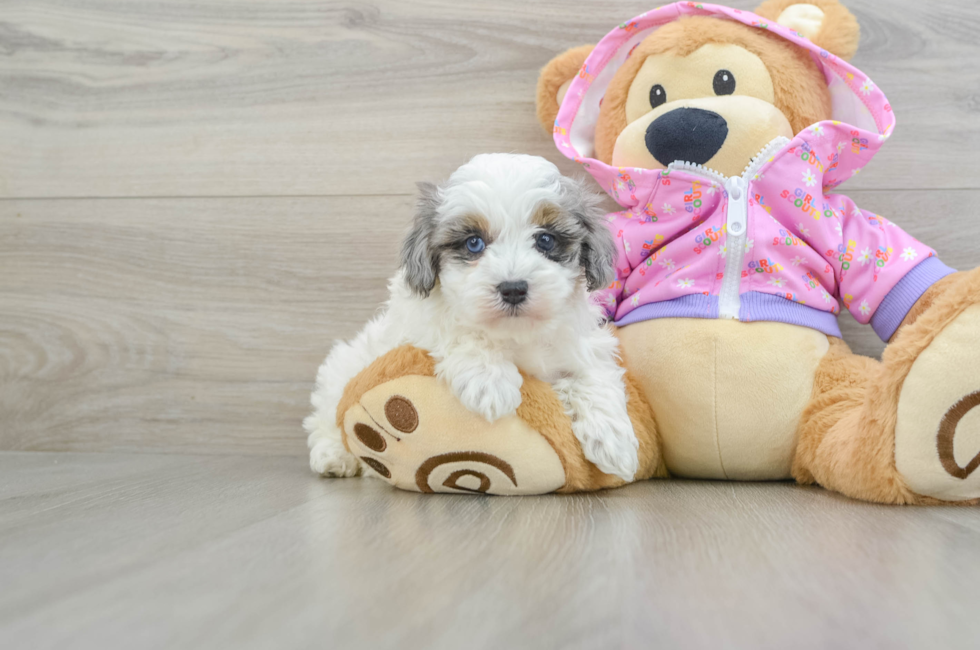 5 week old Maltipoo Puppy For Sale - Florida Fur Babies