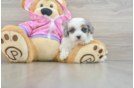 Small Maltipoo Baby