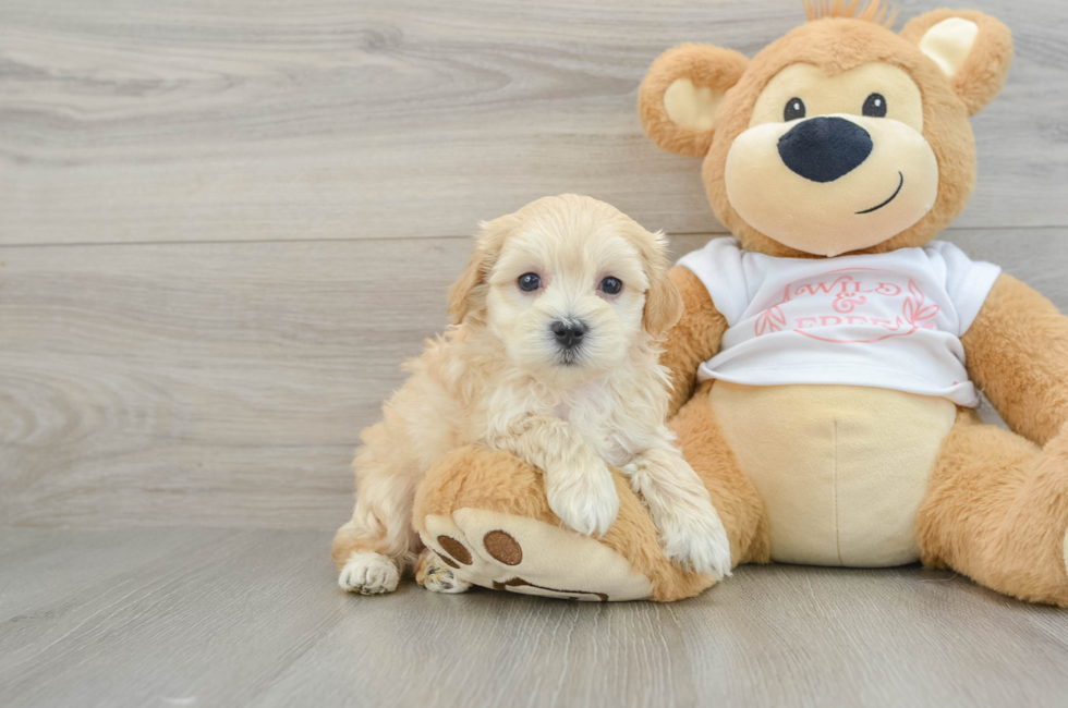 6 week old Maltipoo Puppy For Sale - Florida Fur Babies