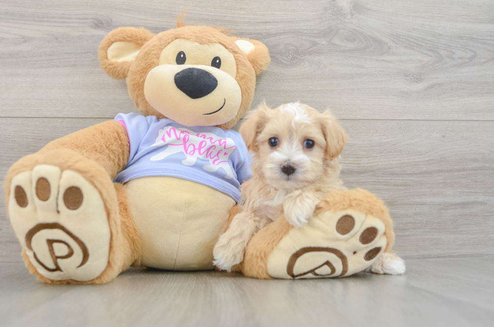 6 week old Maltipoo Puppy For Sale - Florida Fur Babies