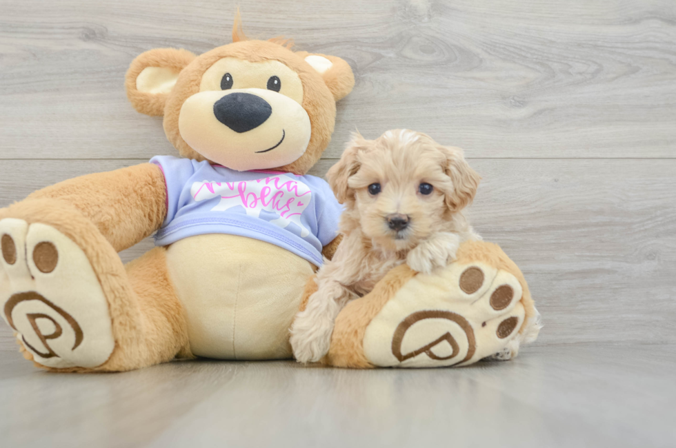 5 week old Maltipoo Puppy For Sale - Florida Fur Babies