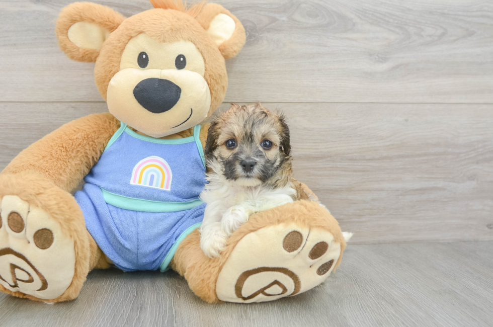 5 week old Maltipoo Puppy For Sale - Florida Fur Babies