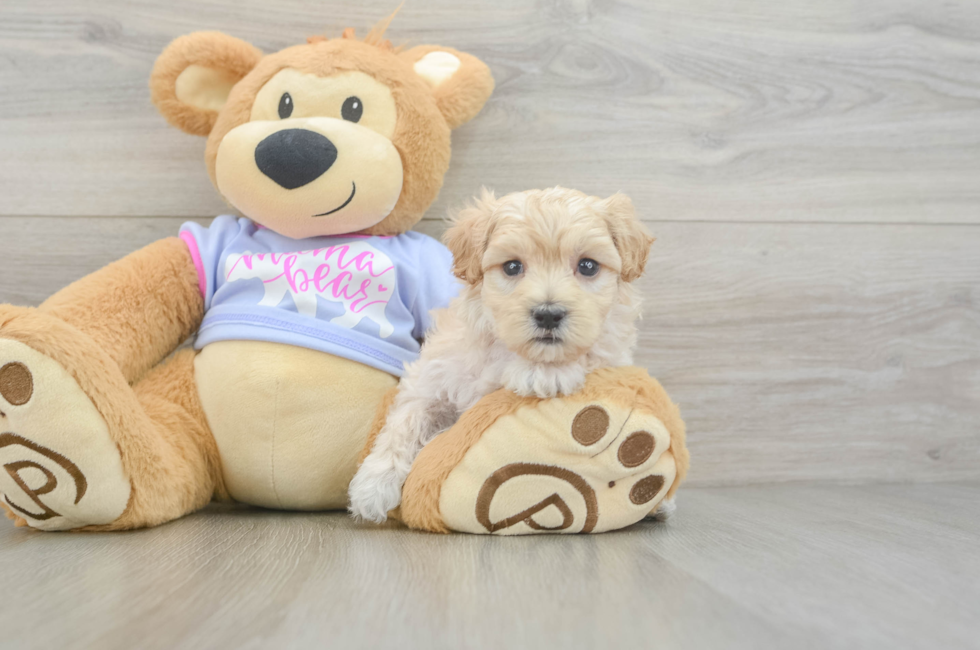 6 week old Maltipoo Puppy For Sale - Florida Fur Babies
