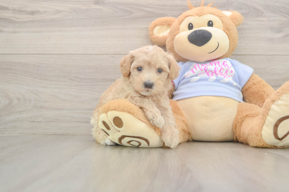 6 week old Maltipoo Puppy For Sale - Florida Fur Babies