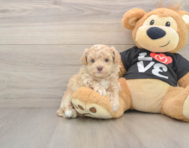 7 week old Maltipoo Puppy For Sale - Florida Fur Babies