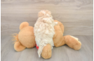 Funny Maltipoo Poodle Mix Pup