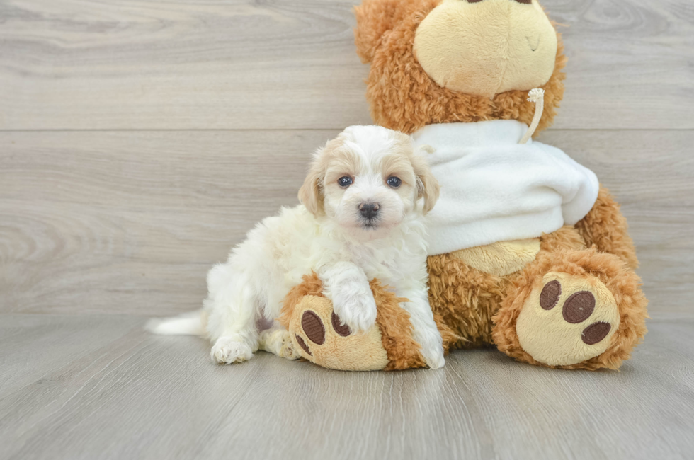 6 week old Maltipoo Puppy For Sale - Florida Fur Babies