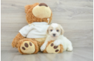 Maltipoo Puppy for Adoption